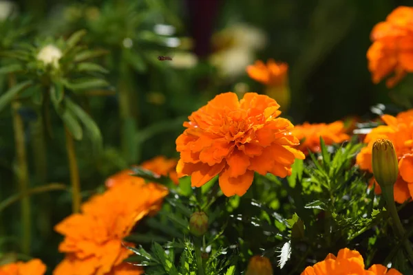 Marigolds Close Canteiro Flores Jardim Luz Sol — Fotografia de Stock