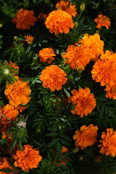 Kadife çiçekleri, güneşin ışığında bahçedeki bir çiçek tarlasına yakın çekim yaparlar..