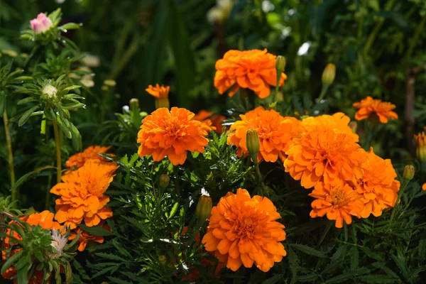 Marigolds close-up on a flower bed in the garden in the light of the sun.