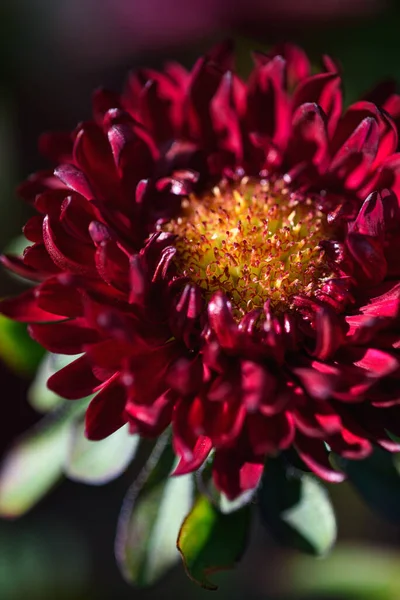 Red Asters Flower Bed Garden Close — Φωτογραφία Αρχείου