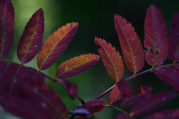 Herfstadem Rode Bladeren Van Berghes Close Achtergrond Van Nog Groene — Stockfoto