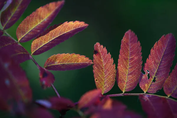 Herfstadem Rode Bladeren Van Berghes Close Achtergrond Van Nog Groene — Stockfoto