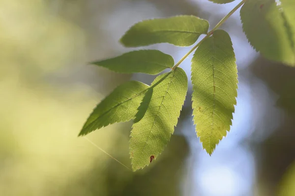 Rowan Bladeren Achtergrond Close Het Licht Van Zon — Stockfoto