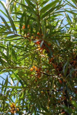 Fruits of ripe, oily sea buckthorn on the branches of a bush close-up.
