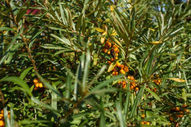 Fruits of ripe, oily sea buckthorn on the branches of a bush close-up.