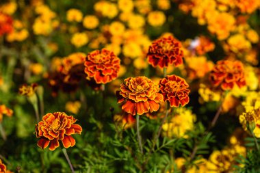 Kadife çiçekleri, güneşin ışığında bahçedeki bir çiçek tarlasına yakın çekim yaparlar..