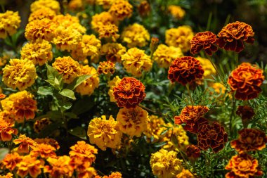 Kadife çiçekleri, güneşin ışığında bahçedeki bir çiçek tarlasına yakın çekim yaparlar..