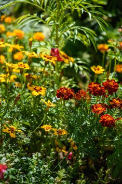 Kadife çiçekleri, güneşin ışığında bahçedeki bir çiçek tarlasına yakın çekim yaparlar..