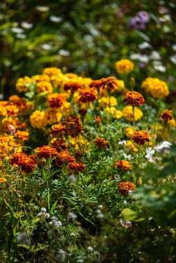 Kadife çiçekleri, güneşin ışığında bahçedeki bir çiçek tarlasına yakın çekim yaparlar..