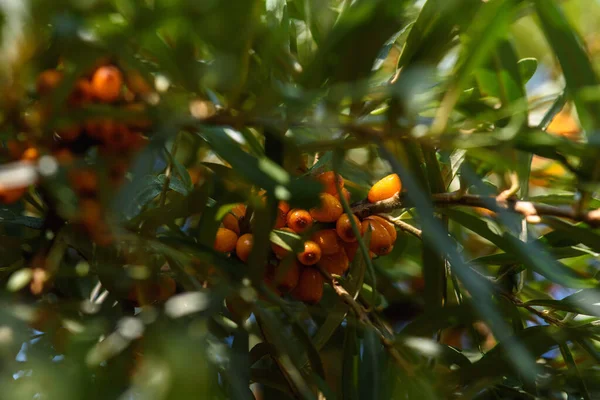 Fruits Argousier Mûr Gras Sur Les Branches Buisson Gros Plan — Photo