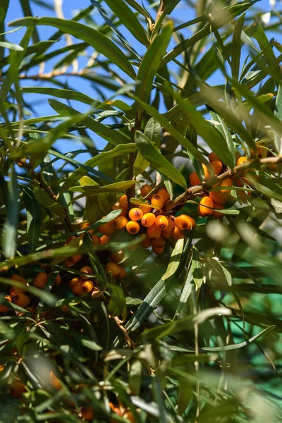 Fruits Ripe Oily Sea Buckthorn Branches Bush Close — Stockfoto