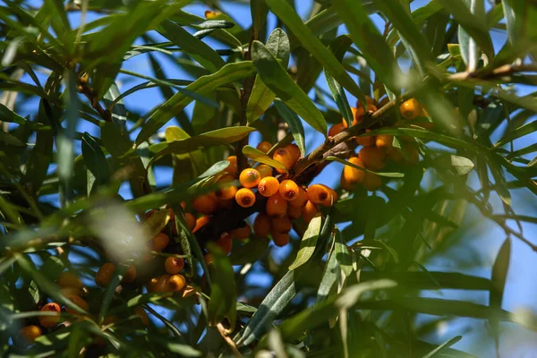 Fruits Ripe Oily Sea Buckthorn Branches Bush Close — Φωτογραφία Αρχείου