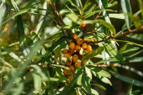 Fruits Argousier Mûr Gras Sur Les Branches Buisson Gros Plan — Photo