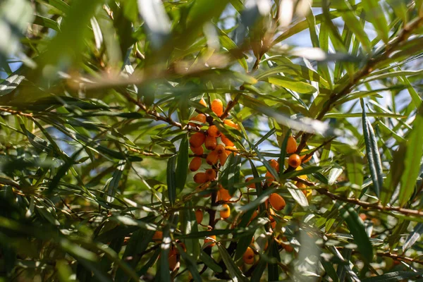 Fruits Ripe Oily Sea Buckthorn Branches Bush Close — Stockfoto