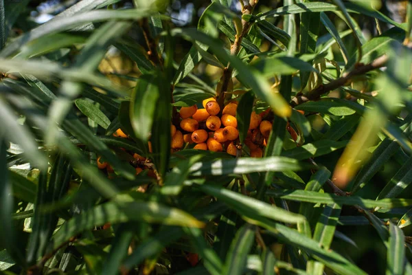 Fruits of ripe, oily sea buckthorn on the branches of a bush close-up.