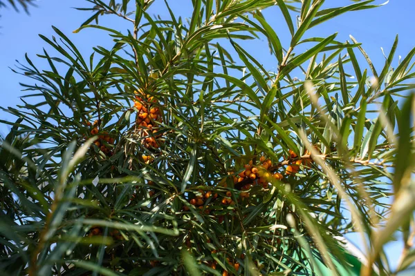 Fruits Argousier Mûr Gras Sur Les Branches Buisson Gros Plan — Photo