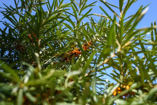 Fruits Ripe Oily Sea Buckthorn Branches Bush Close — Φωτογραφία Αρχείου