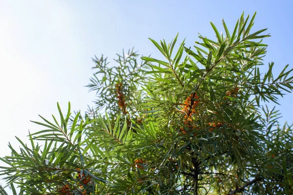 Fruits Ripe Oily Sea Buckthorn Branches Bush Close — Stockfoto