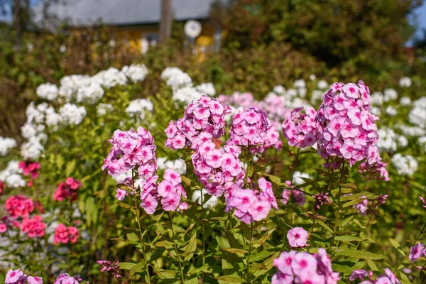 Phlox Auf Dem Beet Nahaufnahme Von Gartenblumen — Stockfoto
