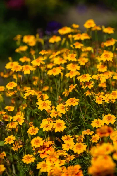 Marigolds Close Flower Bed Garden Light Sun — Stock fotografie