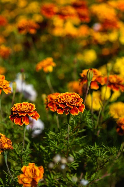 Marigolds Крупным Планом Клумбе Саду Свете Солнца — стоковое фото