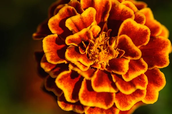 Marigolds Крупным Планом Клумбе Саду Свете Солнца — стоковое фото