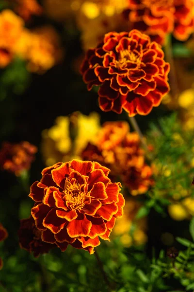 Marigolds Close Canteiro Flores Jardim Luz Sol — Fotografia de Stock