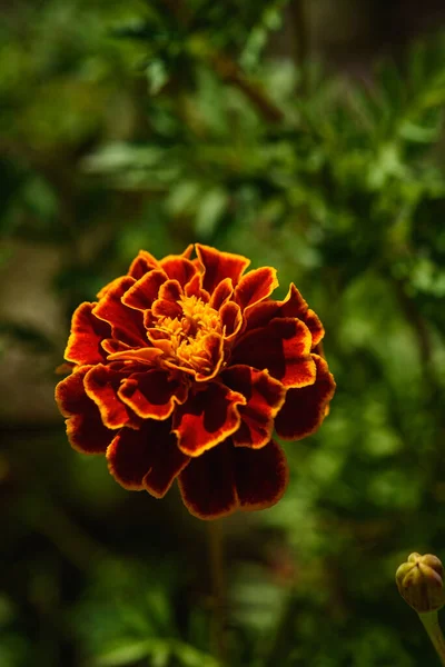 Marigolds Zbliżenie Kwiat Łóżko Ogrodzie Świetle Słońca — Zdjęcie stockowe