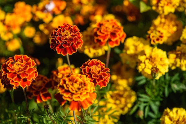 Marigolds Close Flower Bed Garden Light Sun — Stock fotografie