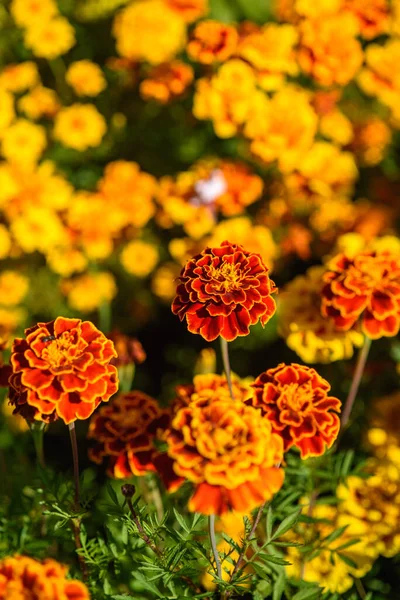 Marigolds Крупным Планом Клумбе Саду Свете Солнца — стоковое фото