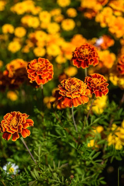 太陽の光で庭の花壇のマリーゴールドのクローズアップ — ストック写真