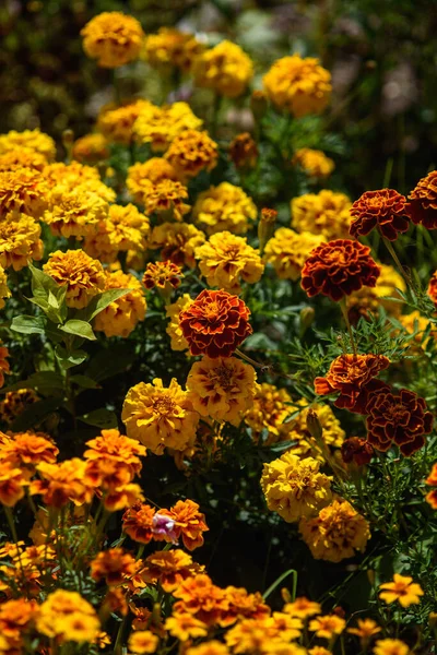 Marigolds close-up on a flower bed in the garden in the light of the sun.