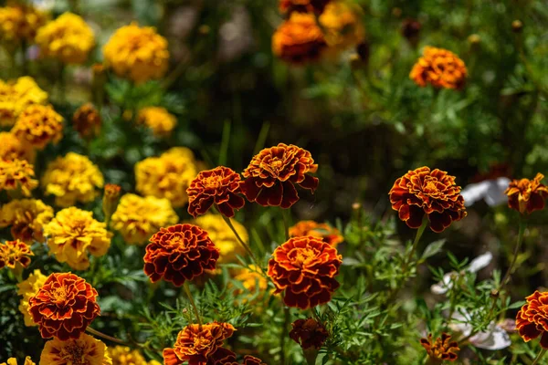 Marigolds close-up on a flower bed in the garden in the light of the sun.