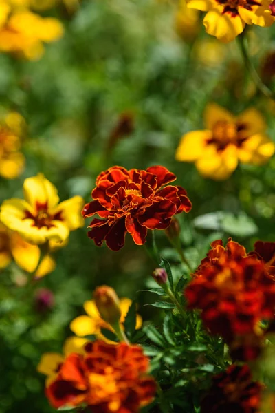 Marigolds close-up on a flower bed in the garden in the light of the sun.