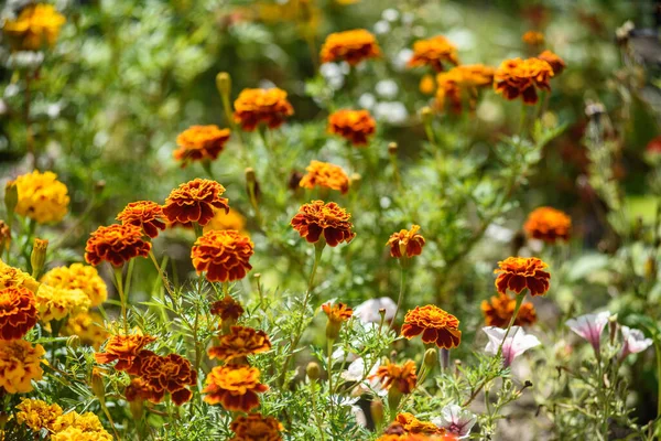 Marigolds Close Flower Bed Garden Light Sun — Stock Photo, Image