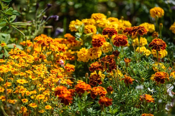 Marigolds close-up on a flower bed in the garden in the light of the sun.