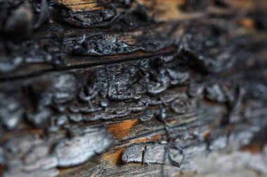 A fragment of old wood with a tarnished texture that has lost its color and the bark cracked from time close-up.