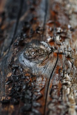 A fragment of old wood with a tarnished texture that has lost its color and the bark cracked from time close-up.