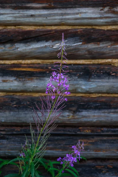 Åldrad Sprucken Och Missfärgad Stockar Byggnaden Med Fireweed Tillväxt Nära — Stockfoto