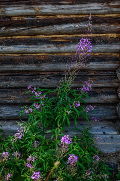 Aged Cracked Discolored Logs Building Fireweed Growth Wall — Stock Photo, Image