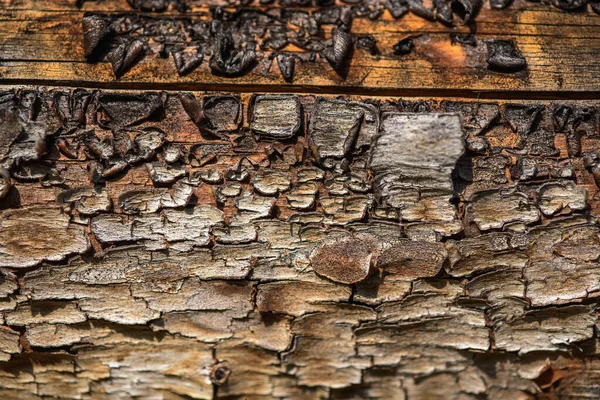 树皮旧木头的碎片 其纹理已失去光泽 树皮也不时地开裂 — 图库照片