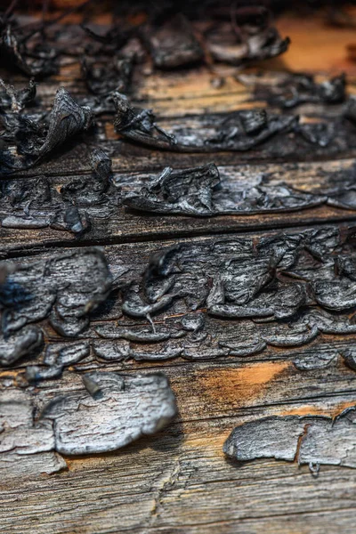 树皮旧木头的碎片 其纹理已失去光泽 树皮也不时地开裂 — 图库照片