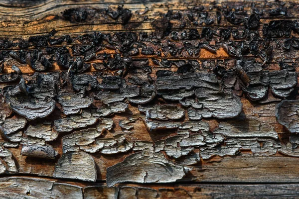 Fragment Old Wood Tarnished Texture Has Lost Its Color Bark — Stock Photo, Image