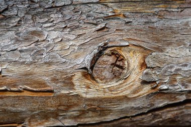 A fragment of old wood with a tarnished texture that has lost its color and the bark cracked from time close-up.