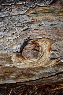 A fragment of old wood with a tarnished texture that has lost its color and the bark cracked from time close-up.