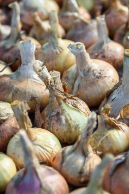 Agricultural industry. Onion bulbs dug out of the ground and laid out to dry before long-term storage.