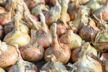 Agricultural industry. Onion bulbs dug out of the ground and laid out to dry before long-term storage.