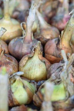 Agricultural industry. Onion bulbs dug out of the ground and laid out to dry before long-term storage.