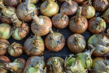 Agricultural industry. Onion bulbs dug out of the ground and laid out to dry before long-term storage.