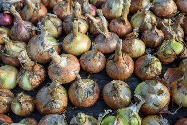 Agricultural industry. Onion bulbs dug out of the ground and laid out to dry before long-term storage.